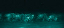 Stampeding Wildebeest {Connochaetes taurinus}. Heads held low to see ground in pitch black night. Serengeti, Tanzania, East Africa. Infra red image from 'Starlight' camera, from film.