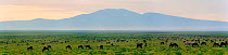Panoramic of short grass plains with wildebeest and zebra grazing, Serengeti NP, Ngorongoro Conservation Area, Tanzania, East Africa