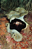 Common Cowry {Ovula ovum} feeding on Mushroom leather coral {Sarcophyton sp} Lembeh Strait, Sulawesi Indonesia