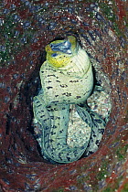Frimbriated moray eel {Gymnothorax fimbriatus} hiding inside Barrel sponge {Xestospongia testudinaria} Lembeh Strait, Sulawesi Indonesia