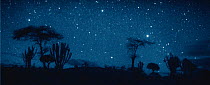 Night-time in the Serengeti NP, Ngorongoro Conservation Area, Tanzania, East Africa. Image taken using 'Starlight Camera' technology with no artificial lighting.