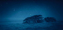 Moonlit night-time landscape of kopje Serengeti NP, Ngorongoro Conservation Area, Tanzania, East Africa. Image taken using 'Starlight Camera' technology without artificial lighting.