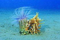 Tube anemone {Cereanthus sp} and Crinoid {Crinoidea} Lembeh Strait, Sulawesi Indonesi