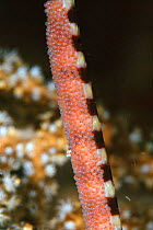 Close up of the eggs of Ringed (Banded) pipefish {Doryramphus dactyliophorus} Lembeh Strait, Sulawesi Indonesia - newly laid eggs are red and deposited on underside of the male