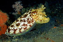 Broadclub cuttlefish {Sepia latimanus} deimatic display, defence, gives illusion of