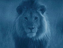 Male Lion portrait in moonlight, Serengeti NP, Ngorogoro Conservation Area, Tanzania, East Africa. Image taken using 'Starlight Camera' technology without artificial lighting