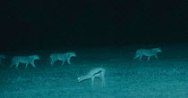 Holding head low, a Gazelle watches lion pride walk by. Serengeti NP, Ngorongoro Conservation Area, Tanzania. Image taken at night using 'Starlight Camera' technology and infra red light.