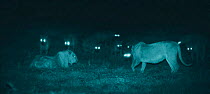Hyaenas threatening lions who have stolen kill. Serengeti NP, Tanzania, East Africa. Image taken using 'Starlight Camera' technology and infra red light. Ngorongoro Conservation Area