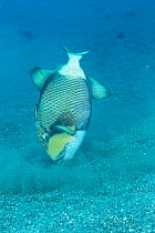 Titan triggerfish hunting {Balistoides viridescens} - stirs up sand by blasting stream of water at seabed to expose prey. Lembeh Strait, North Sulawesi Indonesia