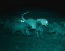 Spotted hyaenas harrass lioness. Serengeti NP, Tanzania, East Africa. Infra-red image taken at night using 'Starlight Camera' technology without artificial lighting. Ngorongoro Conservation Area,