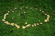 Fairy ring of False champigon fungi {Clitocybe rivulosa} UK