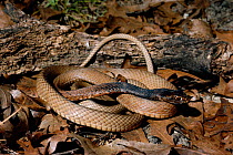 Coachwhip snake {Masticophis flagellum} Florida, USA