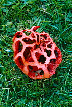 Cage stinkhorn fungus / Basket fungus {Clathrus ruber} Sussex, UK