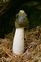 Stinkhorn fungus {Phallus impudicus} with fly that disperses spores, UK