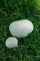 Mosaic puffball fungus {Calvatia utriformis} Kent, UK