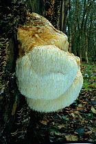 Bearded tooth fungus {Hericium erinaceus} on tree trunk UK