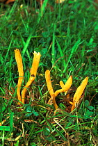 Golden spindles fungus {Clavulinopsis fusiformis} Sussex, UK