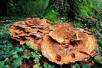 Giant polypore bracket fungus {Polyporus giganteus} growing in association with Beech tree. UK