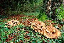 Giant polypore bracket fungus {Polyporus giganteus} growing in association with Beech tree, UK
