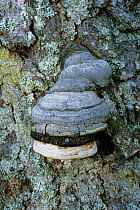 Tinder fungus {Fomes fomentarius} on Birch tree trunk, Scotland, UK