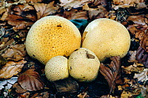 Common earthball fungus {Scleroderma citrinum} in autumn leaf litter, England, UK