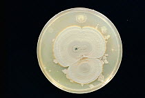 Penicillin mould growing on agar {Penicillin notatum} fungus