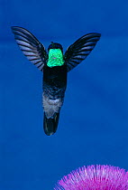Magnificent hummingbird hovering {Eugenes fulgens} Arizona, USA