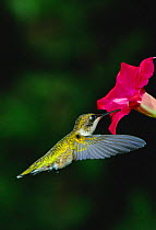 Ruby throated hummingbird female feeding {Archilochus colubris} Florida, USA