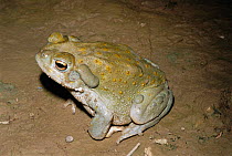 Sonoran desert toad {Bufo alvarius} Arizona, USA