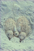 Black skimmer egg + chicks in nest in sand {Rynchops nigra} Florida, USA