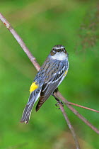 Yellow rumped warbler {Dendroica coronata} Florida, US