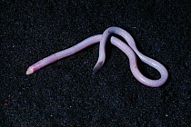 Florida worm lizard {Rhineura floridana} USA