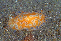 Dorid nudibranch {Dendrodoris guttata} Lembeh Strait Sulawesi Indonesia