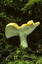 Hedgehog fungus {Hydnum repandum} UK