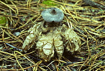 Earthstar fungus {Geastrum striatum} Isle of Wight, UK