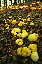 Common earthball fungi in woodland {Scleroderma citrinum} Cheshire, UK