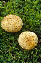 Common earthball fungi {Scleroderma citrinum} Hampshire, UK