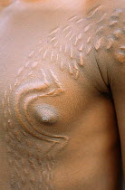 Crocodile markings on young mans body, tribal body artwork, Blackwater Lakes, Papua New Guinea