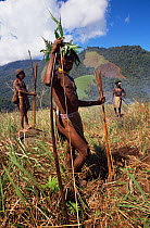Hagehai warriors hunting pigs, smoking them out of field, Papua New Guinea