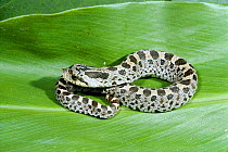 Southern hognose snake {Heterodon simus}  Florida, USA
