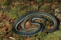 Blue striped garter snake {Thamnophis sauritus nitae} Captive, from Florida, USA