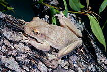 Cuban treefrog {Osteopilus septentrionalis} Florida, USA