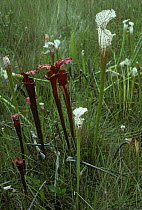 White topped pitcher plant {Sarracenia leucophylla} Florida, USA