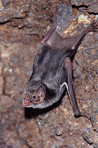 Common vampire bat (Desmodus rotundus) with mouth open, Mexico