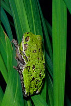 Barking treefrog {Hyla gratiosa} Florida, USA