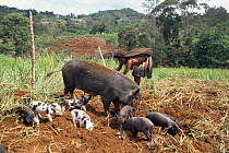 Huli tribal people with sow and piglets acting as plough in field, Papua New Guinea