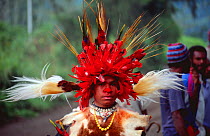 Tribal dancer in traditional dress with birds of paradise feathers in headdress, Papua New Guinea