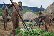 Putting hot stones in the oven, Toduma, Balieum Valley, Irian Jaya / West Papua, New Guinea December 1991 (West Papua).