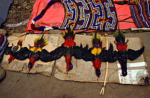 Dead Lorikeets for sale as head-dresses, Irian Jaya / West Papua, New Guinea, 1991 (West Papua).