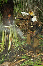 Asmat man at a sago ceremony, in traditional clothing, Irian Jaya / West Papua, New Guinea 1991 (West Papua).